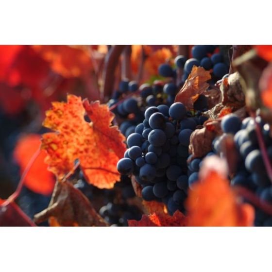 Wine Galaxy Robust Reds of South America - 2 bottles, all Red
