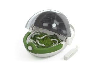 Insects Growth Station Ages 3+ Years
