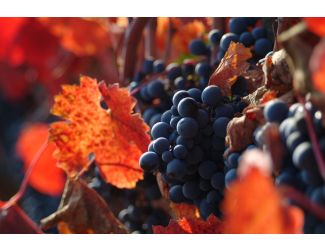 Wine Galaxy Robust Reds of South America - 4 bottles, all Red