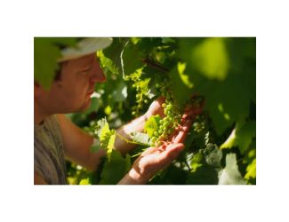 Wine Galaxy Great Grapes of South America - 4 bottles, All White