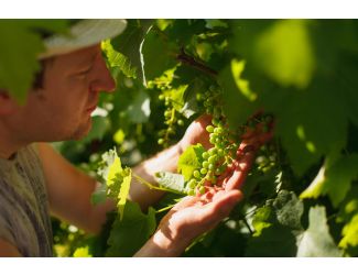 Wine Galaxy Great Grapes of South America - 6 bottles, All Red