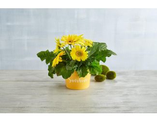 Gerbera Daisy Plant Gift