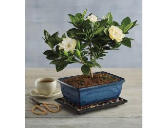 Gardenia Bonsai