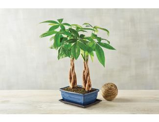Double Money Tree