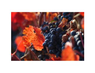 Wine Galaxy Robust Reds of South America - 2 bottles, all Red