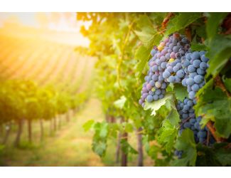 Wine Galaxy's California Collection - 2 bottles, 1 Red & 1 White