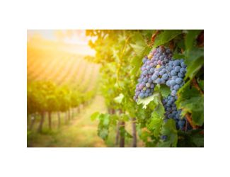 Wine Galaxy's California Collection - 12 bottles, All White