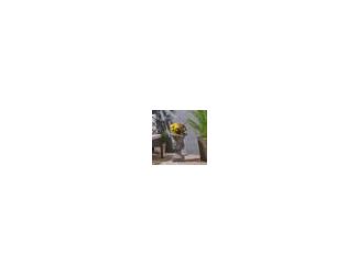 Item Description: Pick your plants up off the ground; this garden urn planter allows for variation in height in your garden area, re-invigorating your yard and giving it a sense of new interest and excitement. A drainage hole and stopper helps keep everyt