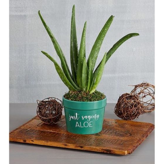 Just Saying Aloe Plant Gift