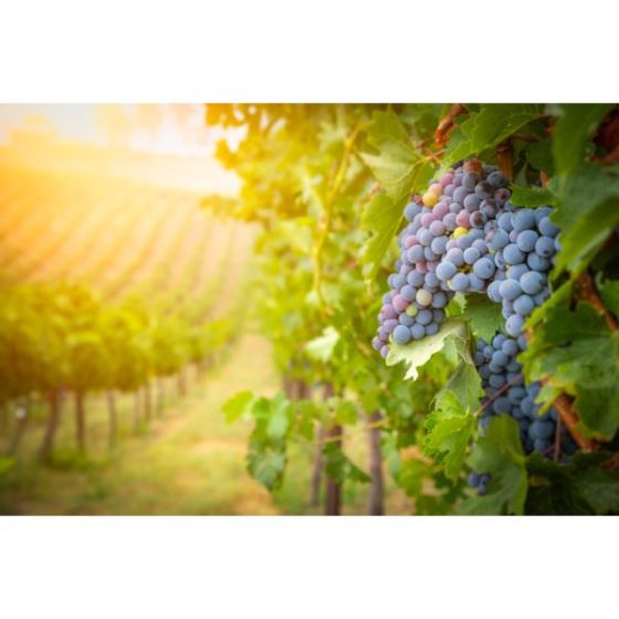 Wine Galaxy's California Collection - 6 bottles, 3 Red & 3 White
