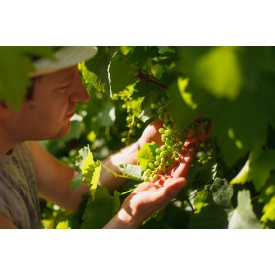 Wine Galaxy Great Grapes of South America - 6 bottles, All White