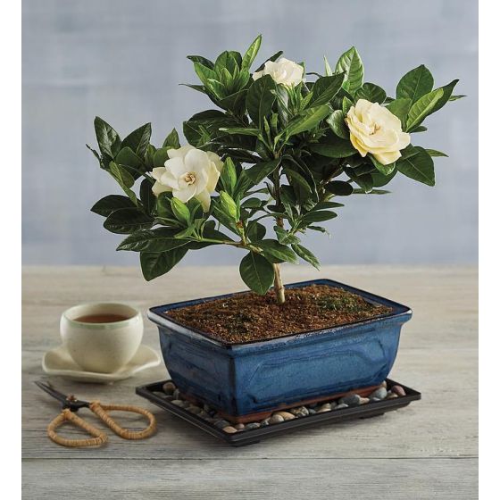 Gardenia Bonsai