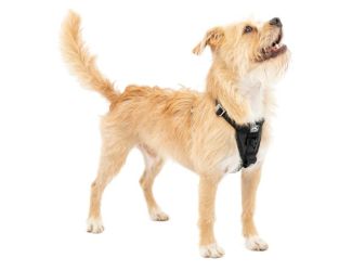 Tru-Fit Enhanced Strength Smart Harness - X-Small Black