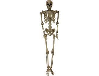 Igor the 5-ft. Poseable Skeleton, Indoor/Covered Outdoor Halloween Decoration